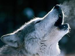 wolf43